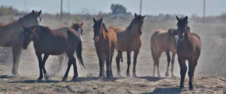 mustangs